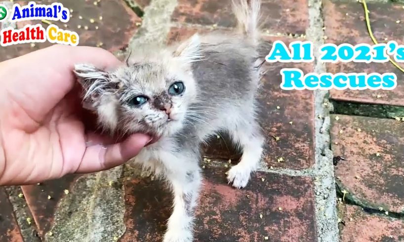 All animal rescues in 2021 from AHC – Part 3 | We need your help!