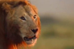 Animal Fighting Videos | Animal Fights to The Death Video | Animal Wild