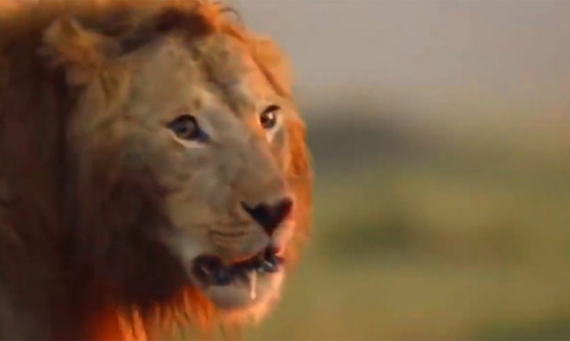 Animal Fighting Videos | Animal Fights to The Death Video | Animal Wild