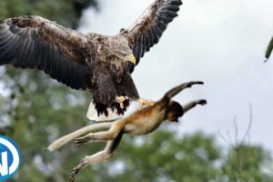Animal Fights That Will Give You Goosebumps