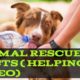 Animal Rescue Facts (Helping Video)