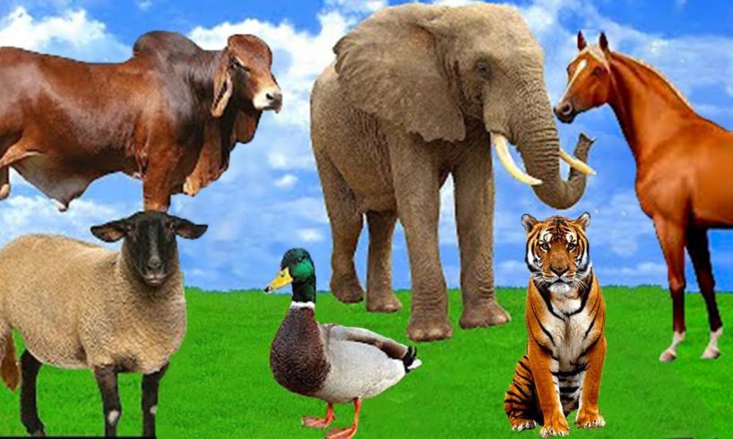 Animal Sounds - Familiar Animals - Cat - Elephant - Duck - Cow - Lion - Dog - Tiger