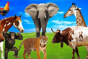 Animal Sounds - Familiar & Farm Animals - Domestic & Wild Animals - Dog, Elephant, Duck, Cow, Tiger
