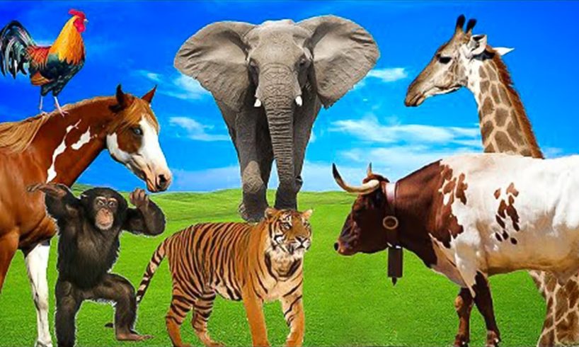 Animal Sounds - Familiar & Farm Animals - Domestic & Wild Animals - Dog, Elephant, Duck, Cow, Tiger