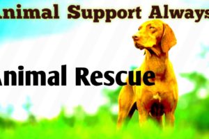 Animal Support Awalys 🙏🙏👍👍👍
