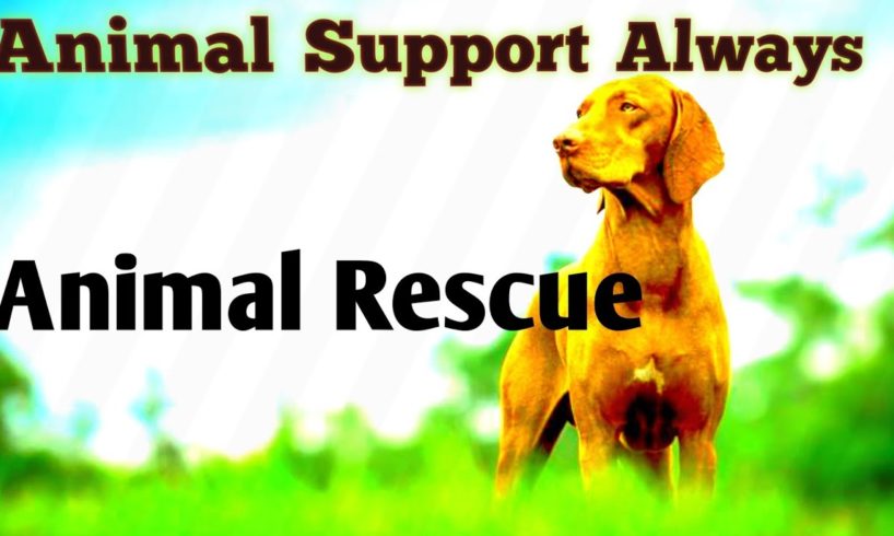 Animal Support Awalys 🙏🙏👍👍👍