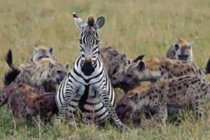 Animal fight hyena  - The real fight to death 1 !!! #Hyenas​ #​DeathFight