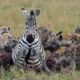 Animal fight hyena  - The real fight to death 1 !!! #Hyenas​ #​DeathFight