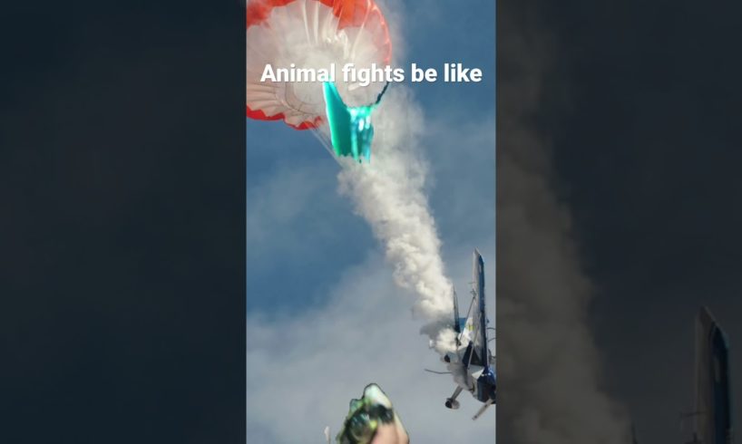 Animal fights be like
