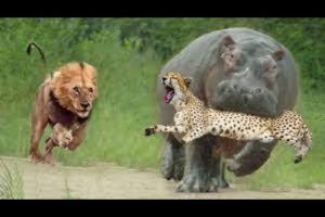 Animal fights caught on camera, Buffalo vs lion, jaguar, hippo,python vs tiger