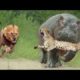 Animal fights caught on camera, Buffalo vs lion, jaguar, hippo,python vs tiger