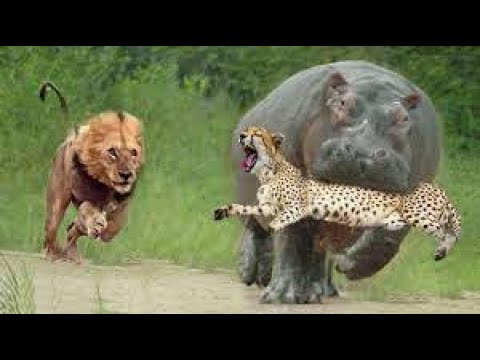 Animal fights caught on camera, Buffalo vs lion, jaguar, hippo,python vs tiger