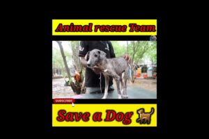Animal rescue Team ने बचाई मरते हुए कुत्ते कि जान 😥 | Interesting fact | #shorts