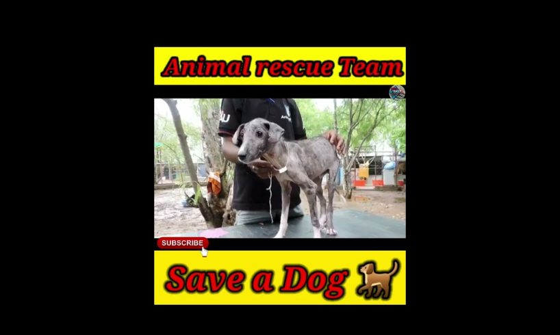 Animal rescue Team ने बचाई मरते हुए कुत्ते कि जान 😥 | Interesting fact | #shorts