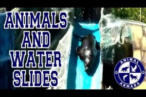 Animals and Water slides Compilation - animals sliding down water slides, mud banks and icebergs.