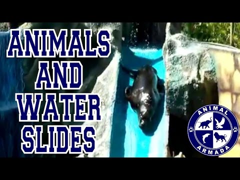 Animals and Water slides Compilation - animals sliding down water slides, mud banks and icebergs.