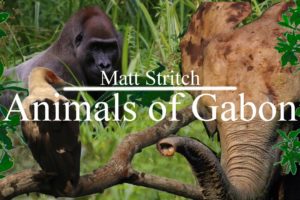 Animals of Gabon