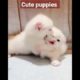 Animals" most beautiful cutest puppies 🐶