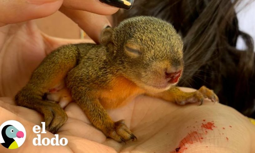 Ardilla rescatada regresa todas las mañanas a comer con su mamá | Fe Restaurada | El Dodo