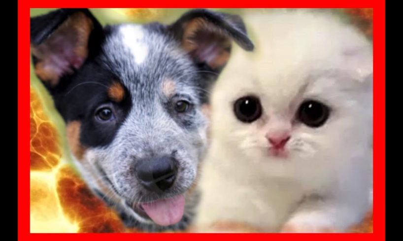 🐶 BLUE HEELER PUPPY VS. MUNCHKIN KITTEN 🐱 CUTEST PUPPY or CUTEST KITTEN wins CONTEST BATTLE ROYAL 4