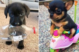 Baby Animals 馃敶 30 Minutes of Funny Cats and Dogs Videos 2022 Perros y Gatos Recopilaci贸n #1