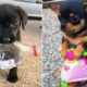 Baby Animals 🔴 30 Minutes of Funny Cats and Dogs Videos 2022 Perros y Gatos Recopilación #1