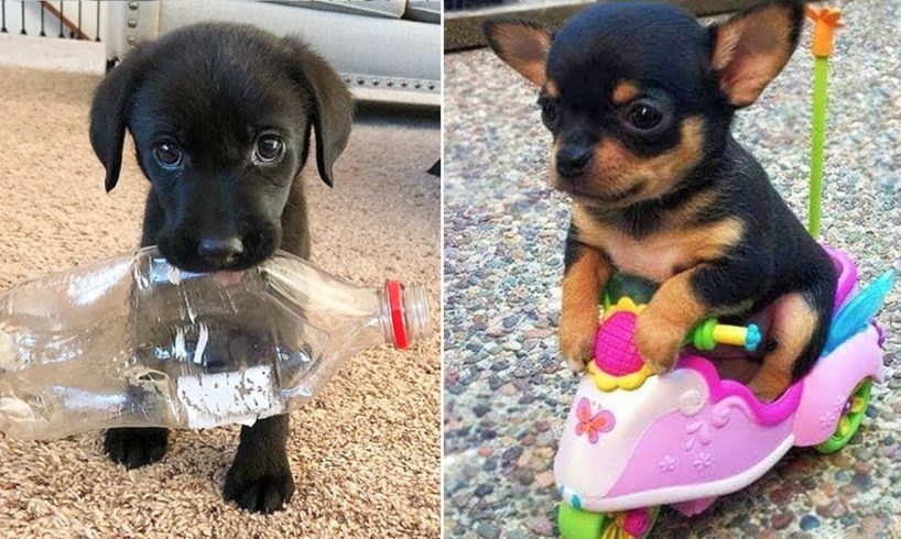 Baby Animals 🔴 30 Minutes of Funny Cats and Dogs Videos 2022 Perros y Gatos Recopilación #1