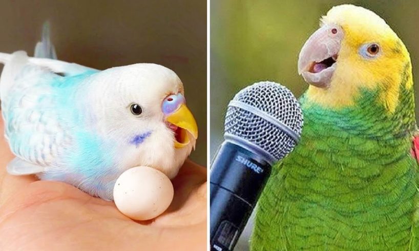 Baby Animals 🔴 Funny Parrots and Cute Birds Compilation (2021) Loros Adorables Recopilación #48