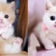 Baby Cats - Cute and Funny Cat Videos Compilation #41 | Aww Animals