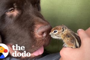 Baby Chipmunk Burrows Into Giant 115-Pound Dog's Fur | The Dodo