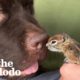 Baby Chipmunk Burrows Into Giant 115-Pound Dog's Fur | The Dodo