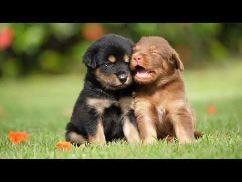 Baby Dogs | Cute Dogs | Cutest Puppies | Funny Dogs | Dogs Jumping With Balls
