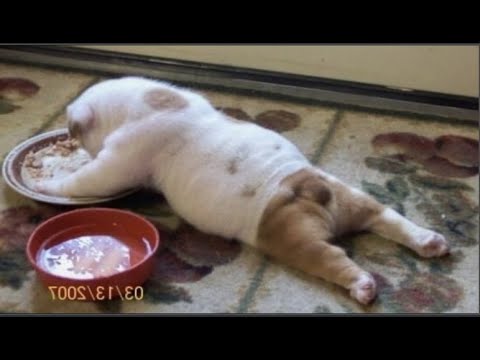 Baby Dogs -  Cute and Funny Puppy Compilation - Cutest Puppies #1