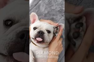 Baby Frenchie Dogs - Ultimate Cutest PUPPIES Frenchie Dogs🐕 #Frenchie #Shorts #FunnyDogs