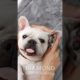 Baby Frenchie Dogs - Ultimate Cutest PUPPIES Frenchie Dogs🐕 #Frenchie #Shorts #FunnyDogs