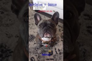 Baby Frenchie Dogs 🥰 Ultimate Cutest PUPPIES Frenchie Dogs❤️ #Frenchie #Shorts #FunnyDogs