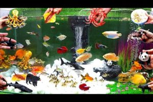 Beautiful Aquarium Fish,Cute Animals, Whale Shark, Goldfish, Guppies, Octopus,Crab,Three Tailed Fish