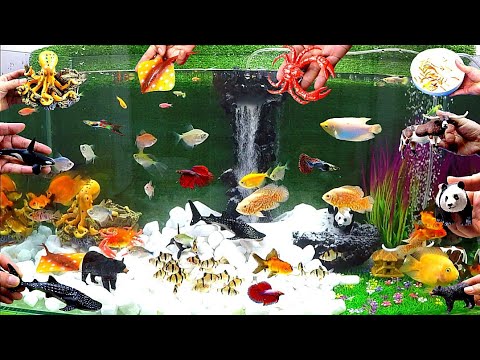 Beautiful Aquarium Fish,Cute Animals, Whale Shark, Goldfish, Guppies, Octopus,Crab,Three Tailed Fish