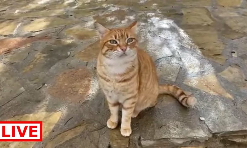 Beautiful cats looking for a forever home ❤️ 🐈 🐱 - Takis Shelter