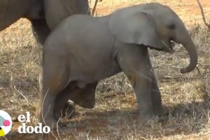 Bebé elefante sonríe cuando aprende una nueva lección importante | El Dodo