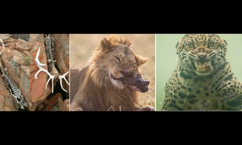 Best Animal Fights 2020