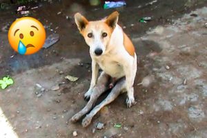 Best Touching Animal Rescues Of The Year 🐶