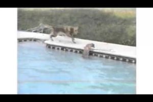 Best of FUNNY ANIMALS |  Dog Rescues Puppy