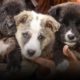 Bhukhe pyase karte rah gaye maa ka intejar | Animal Rescue Story