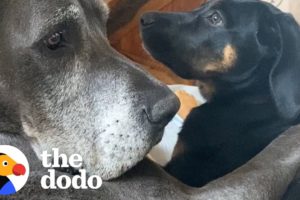 Big Dog Didn’t Like Puppies…Until Now | The Dodo