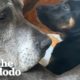 Big Dog Didn’t Like Puppies…Until Now | The Dodo