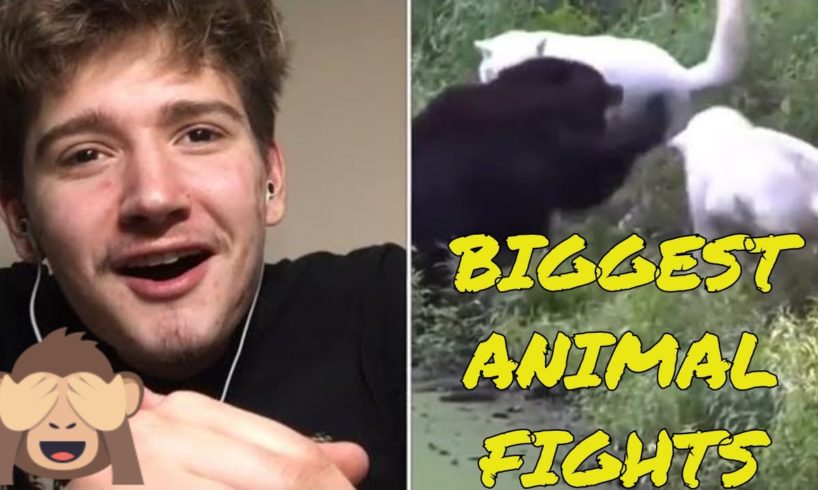 Biggest Animal Fights REACTION [10 CRAZIEST ANIMAL FIGHTS CAUGHT ON CAMERA]