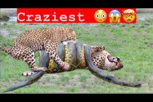 CRAZIEST Animal Fights and Predation Caught on Camera || Captured on Camera KE