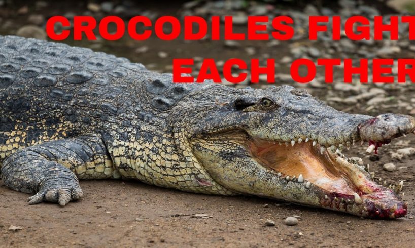 CROCODILES FIGHT EACH OVER FOOD/ANIMAL FIGHT