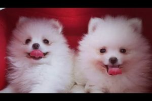 CUTEST PUPPIES EVER || WORLD'S CUTEST DOG YOU HAVE NEVER SEEN 😍